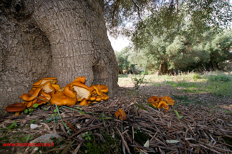 Funghi in un uliveto